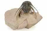 Kettneraspis Trilobite With Long Occipital -Translucent Shell #325675-2